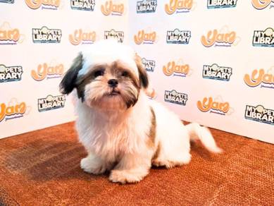 Tiny Shis Tzu