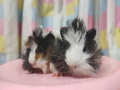 Guinea Pig