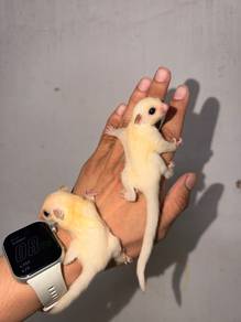 Sugar Glider Leu