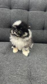 Pomeranian Female Blue Merle Puppy F-307