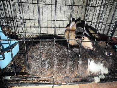 rabbit beli 1 percuma 1