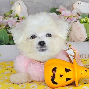 Maltese