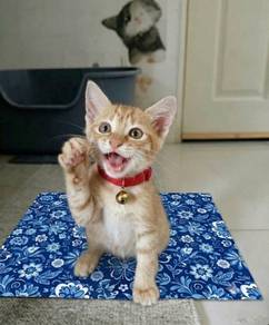 Girl Ginger Adoption Ipoh
