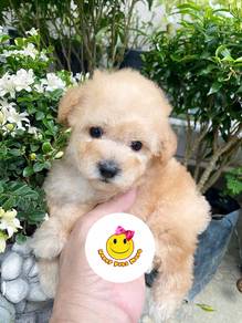 R2699 MALTIPOO champagne haired puppy