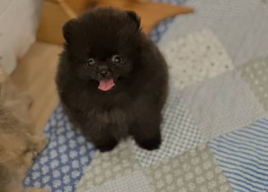 pomeranian puppy