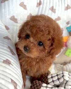 TV112 Tiny Toy POODLE brown haired puppy