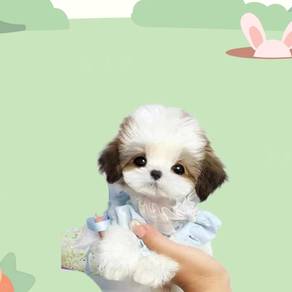 Shih tzu