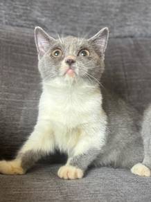 british short hair bsh