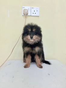 adorable Pomeranian mix poodle pompoo