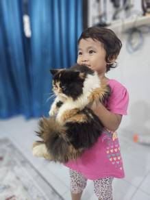 Calico pure Persian flat face kitten 3 month 