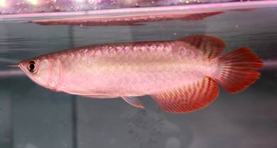 Kalimantan Red Arowana