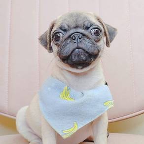 Pug