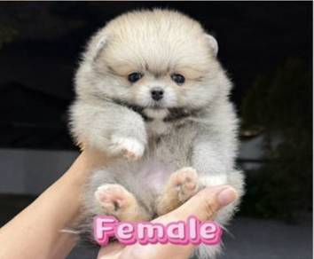 Pomeranian Sable Female Puppy PROMO