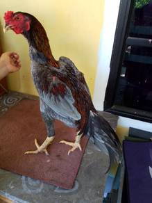 ayam muda pakoy