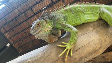 green iguana