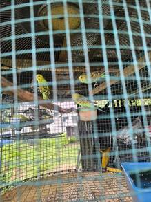 burung baji