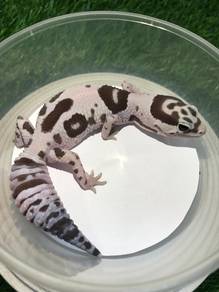 Fat Tail Gecko