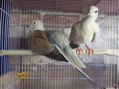 burung terkukur mesin
