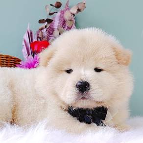 Chow Chow