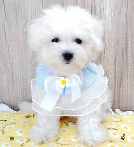 bICHON Frise