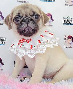 Pug