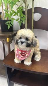Bichon mix Shih Tzu Puppies (2F)