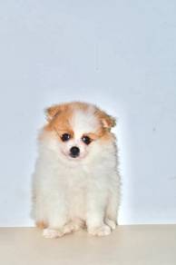 x21 Innocent Pomeranian Puppy