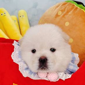 Chow Chow