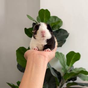 Teddy beat guinea pig tikus belanda