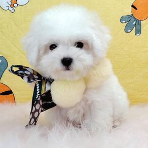 Bichon