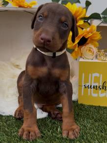 Adorable Doberman Puppies Available – JB & KL