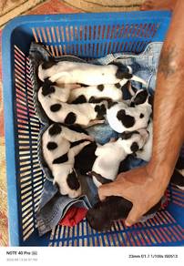 puppies for free adption