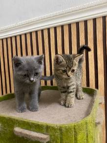 kitten BSH
