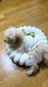 Maltipoo Puppy for Sale – Loving & Well Cared For
