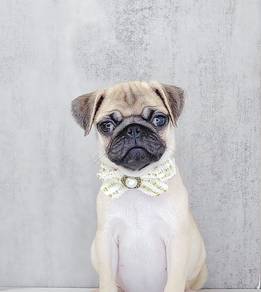 Pug