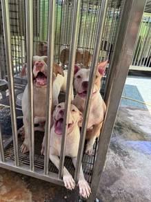 1 year pitbull xl