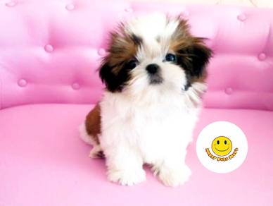 SS9111 Shih Tzu puppies