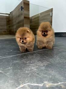 pomeranian 