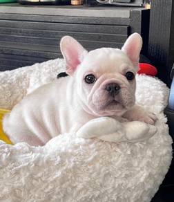 fRENCH bulldog