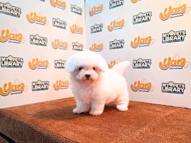 Tiny/Toy Bichon Frise  puppy (F)