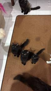 kucing comel nak bagi