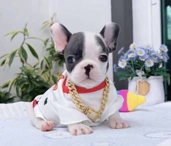 FRENCH BULLDOG PUPPIES VIP177🌻Cute & Healthy boy