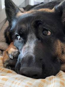 German Shepherd