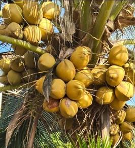 Benih Kelapa SGG CN16
