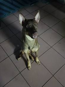 dog for adoption (free)