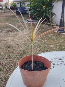 indoor outdoor plant 10cm