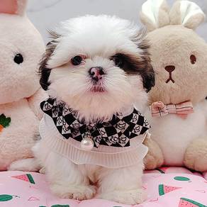 Shih Tzu