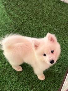 Samoyed Puppy