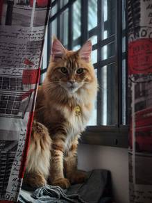 Female Mainecoon