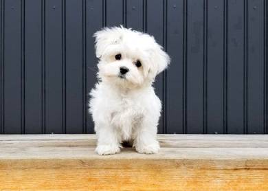 GGs_J550 pretty cute MKA Tiny Maltese puppy dog